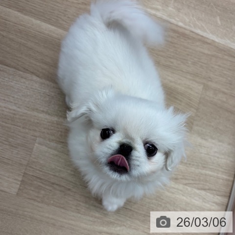 神奈川県のペキニーズ (ペットプラス 武蔵小杉店/2025年12月26日生まれ/男の子/ホワイト)の子犬の4枚目の画像