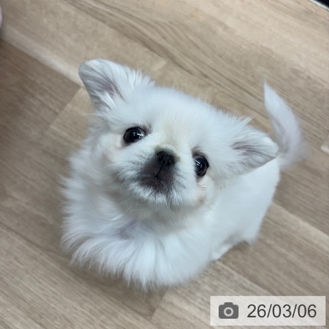 神奈川県のペキニーズ (ペットプラス 武蔵小杉店/2025年12月26日生まれ/男の子/ホワイト)の子犬の3枚目の画像