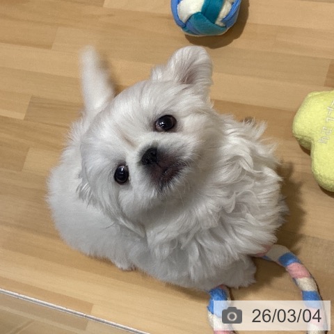 ペキニーズの写真