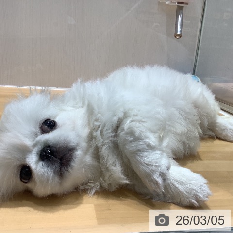 ペキニーズの写真