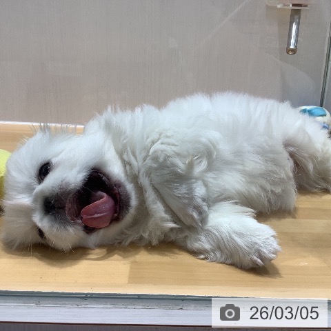 ペキニーズの写真