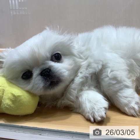 ペキニーズの写真