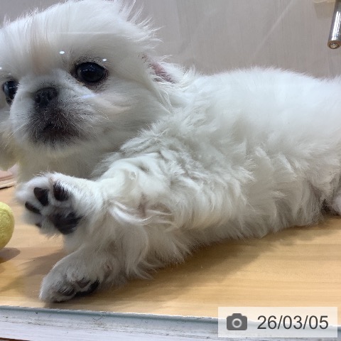 ペキニーズの写真