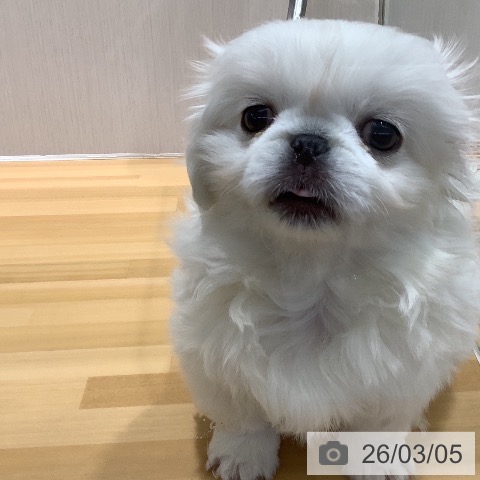 ペキニーズの写真