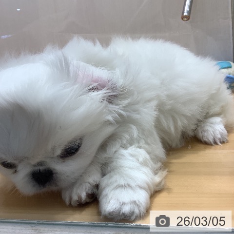 ペキニーズの写真