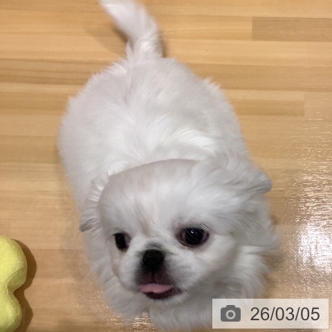ペキニーズの写真