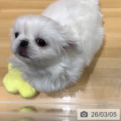 ペキニーズの写真