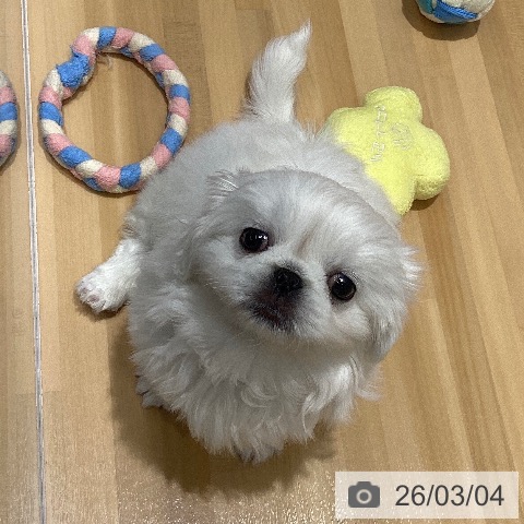 ペキニーズの写真