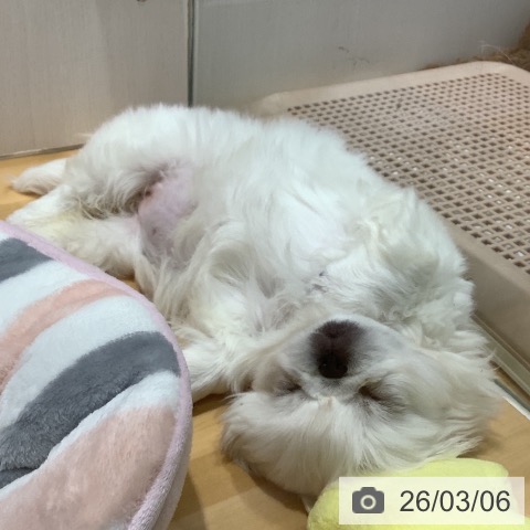 ペキニーズの写真