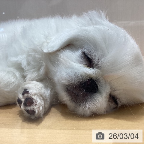 ペキニーズの写真