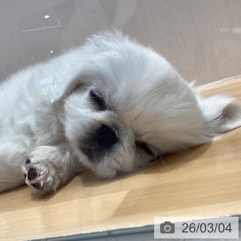 ペキニーズの写真