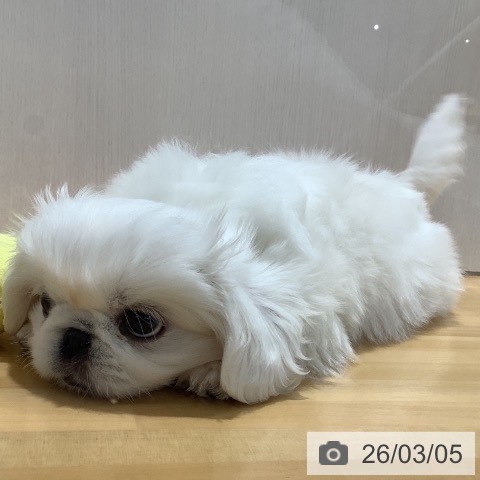 ペキニーズの写真