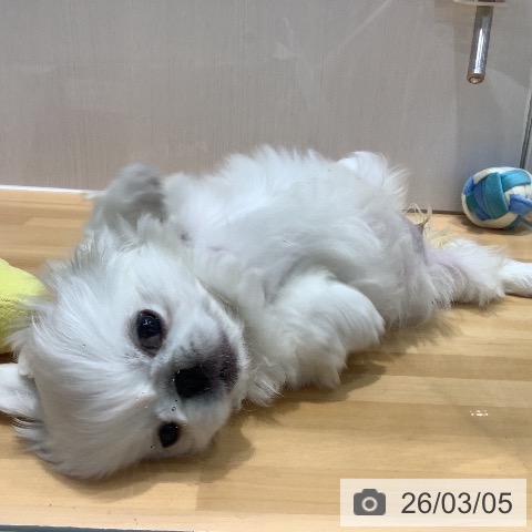 ペキニーズの写真