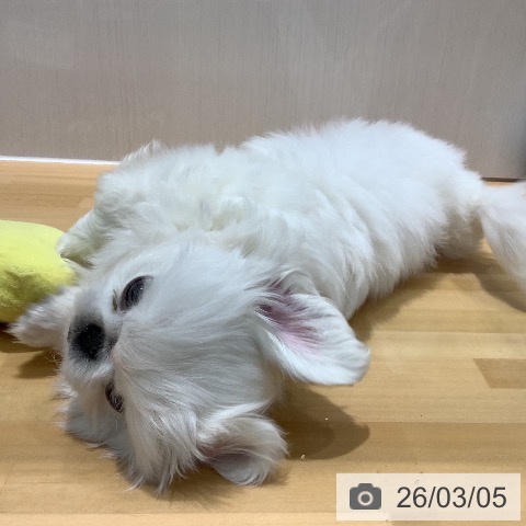 ペキニーズの写真