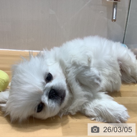 ペキニーズの写真