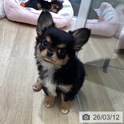 東京都のチワワ(ロング) (ペットプラス むさし村山店/2025年12月30日生まれ/女の子/ブラックタンホワイト)の子犬の4枚目の画像