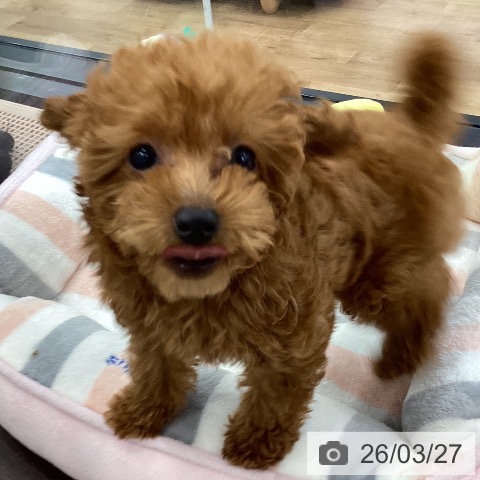 茨城県のトイプードル(トイ) (ペッツワン つくば店/2025年12月31日生まれ/女の子/レッド)の子犬の4枚目の画像