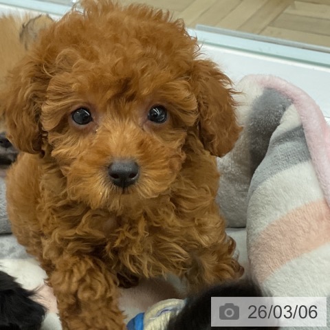 トイ・プードルの写真