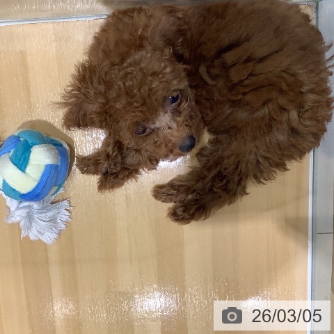 トイ・プードルの写真