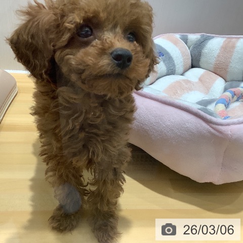 トイ・プードルの写真