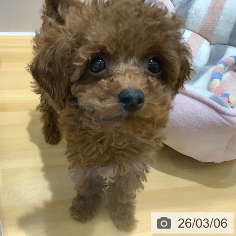 トイ・プードルの写真