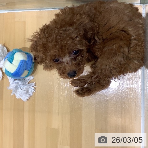 トイ・プードルの写真