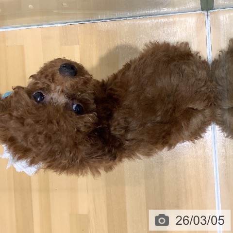 トイ・プードルの写真