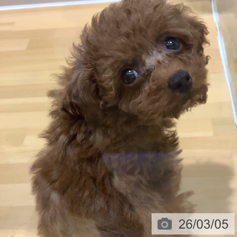 トイ・プードルの写真