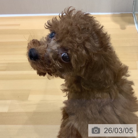 トイ・プードルの写真