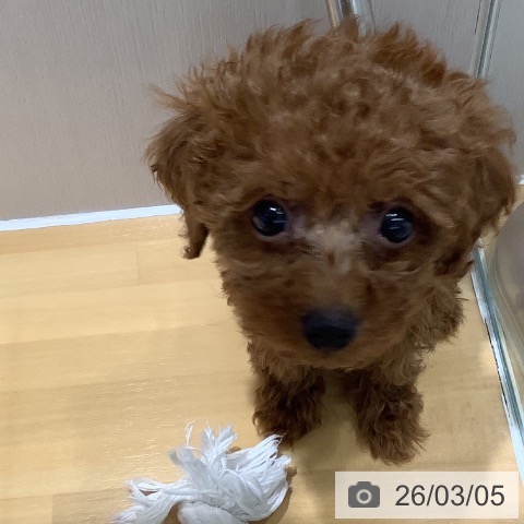 トイ・プードルの写真