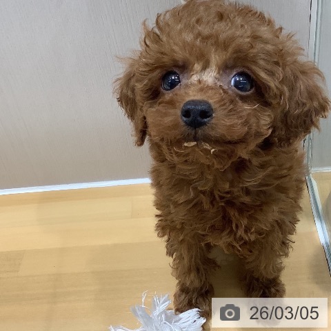 トイ・プードルの写真