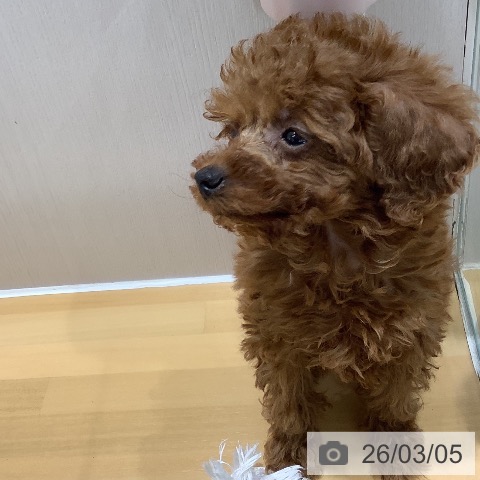 トイ・プードルの写真