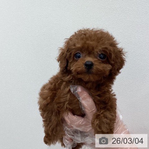 トイ・プードルの写真