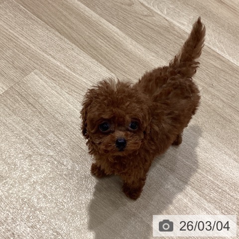 トイ・プードルの写真