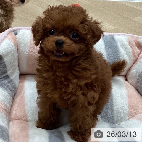 埼玉県のトイプードル(トイ) (ペットプラス ピオニウォーク東松山店/2026年1月2日生まれ/女の子/レッド)の子犬の4枚目の画像