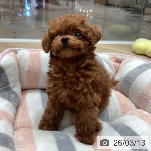 埼玉県のトイプードル(トイ) (ペットプラス ピオニウォーク東松山店/2026年1月2日生まれ/女の子/レッド)の子犬の3枚目の画像