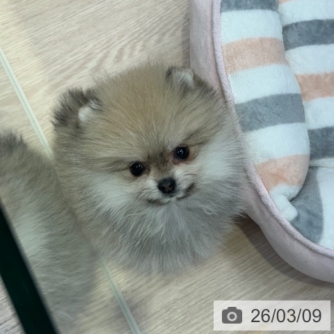 千葉県のポメラニアン (ペットプラス 幕張新都心店/2025年12月25日生まれ/女の子/クリームセーブル)の子犬の3枚目の画像