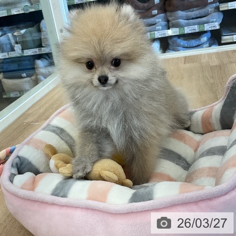 千葉県のポメラニアン (ペットプラス コトエ流山おおたかの森店/2025年12月25日生まれ/女の子/クリームセーブル)の子犬の3枚目の画像