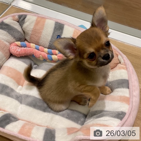 岩手県のチワワ(ロング) (ペットプラス 盛岡南店/2025年12月27日生まれ/男の子/フォーンホワイト)の子犬の4枚目の画像