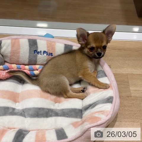 岩手県のチワワ(ロング) (ペットプラス 盛岡南店/2025年12月27日生まれ/男の子/フォーンホワイト)の子犬の3枚目の画像