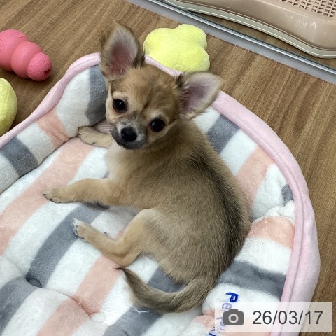 東京都のチワワ(ロング) (ペットプラス 東久留米店/2025年12月27日生まれ/女の子/フォーン)の子犬の3枚目の画像