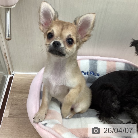 東京都のチワワ(ロング) (ペットプラス 東久留米店/2025年12月27日生まれ/女の子/フォーン)の子犬の3枚目の画像