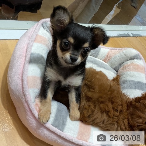 埼玉県のチワワ(ロング) (ペットプラス 与野店/2025年12月30日生まれ/男の子/ブラックタンホワイト)の子犬の3枚目の画像