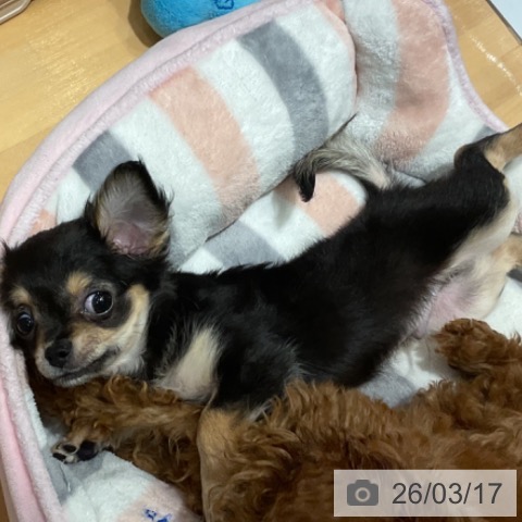 埼玉県のチワワ(ロング) (ペットプラス 与野店/2025年12月30日生まれ/男の子/ブラックタンホワイト)の子犬の4枚目の画像