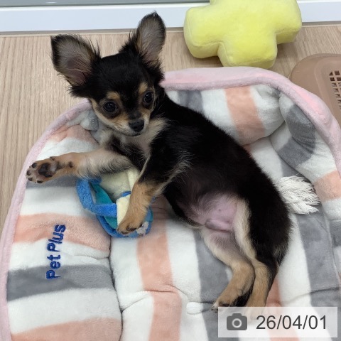 埼玉県のチワワ(ロング) (ペットプラス 川口店/2025年12月30日生まれ/男の子/ブラックタンホワイト)の子犬の3枚目の画像