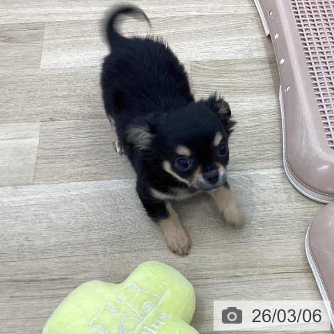 山梨県のチワワ(ロング) (ペットプラス 甲府国母店/2025年12月30日生まれ/男の子/ブラックタンホワイト)の子犬の3枚目の画像