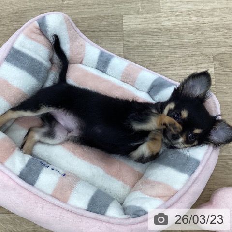 山梨県のチワワ(ロング) (ペットプラス 甲府国母店/2025年12月30日生まれ/男の子/ブラックタンホワイト)の子犬の3枚目の画像