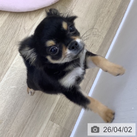 山梨県のチワワ(ロング) (ペットプラス 甲府昭和店/2025年12月30日生まれ/男の子/ブラックタンホワイト)の子犬の4枚目の画像