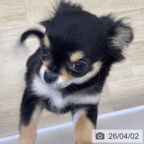 山梨県のチワワ(ロング) (ペットプラス 甲府昭和店/2025年12月30日生まれ/男の子/ブラックタンホワイト)の子犬の3枚目の画像