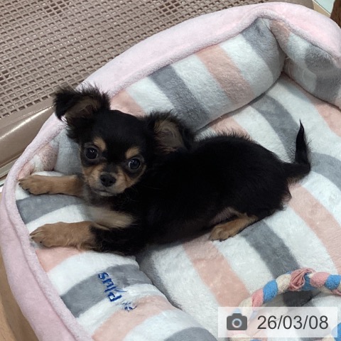 神奈川県のチワワ(ロング) (ペットプラス 海老名店/2025年12月30日生まれ/男の子/ブラックタンホワイト)の子犬の3枚目の画像